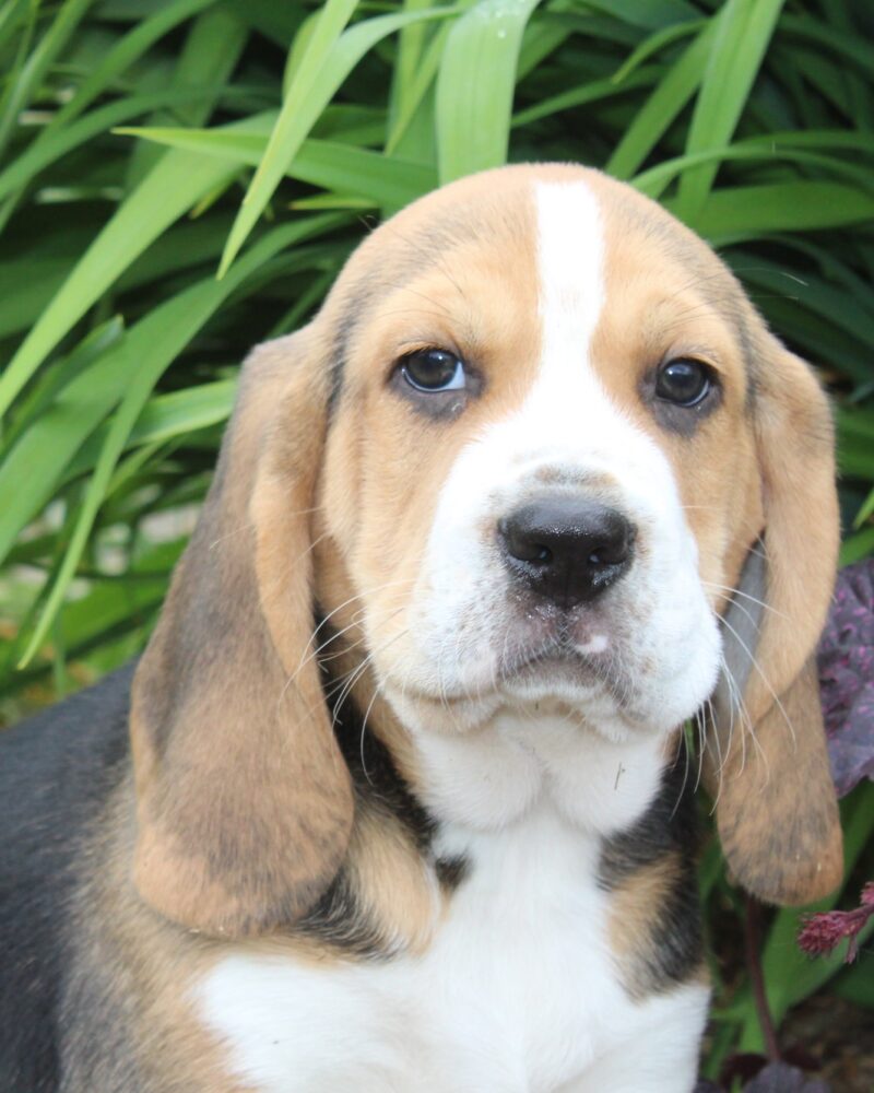 Chiot mâle BEAGLE tricolore de notre élevage non lof - APPELEZ NOUS AU 03 22 24 99 08