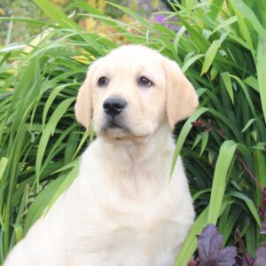 Jolie femelle LABRADOR jaune (P 520) non lof - Renseignements au 03 22 24 99 08