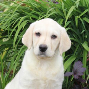 Renseignements au 03 22 24 99 08 pour cette jolie femelle LABRADOR jaune non lof
