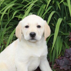 Très beau chiot LABRADOR jaune non lof - Renseignements au 03 22 24 99 08