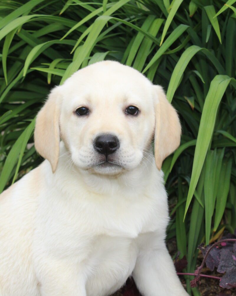 Très beau chiot LABRADOR jaune non lof - Renseignements au 03 22 24 99 08