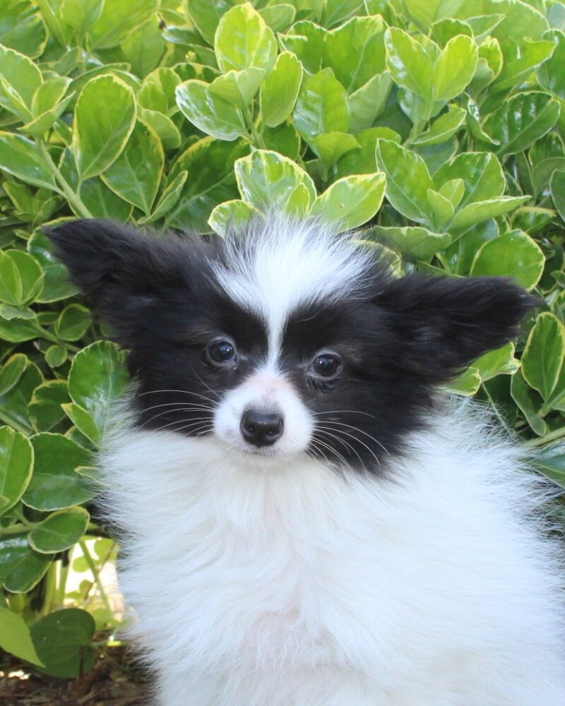 EPAGNEUL PAPILLON mâle petit modèle pour la compagnie non lof - APPELEZ NOUS AU 03 22 24 99 08