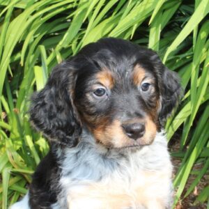 Chiot mâle EPAGNEUL BRETON tricolore pour chasse ou compagnie - APPELEZ NOUS AU 03 22 24 99 08