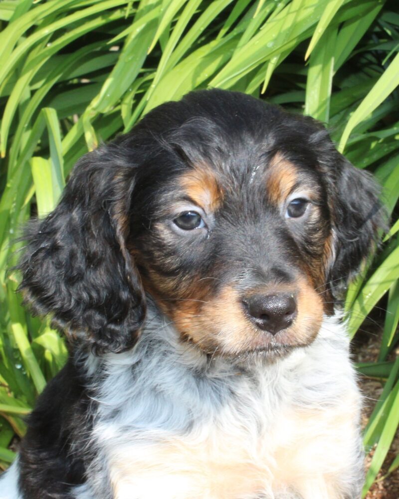 Chiot mâle EPAGNEUL BRETON tricolore pour chasse ou compagnie - APPELEZ NOUS AU 03 22 24 99 08
