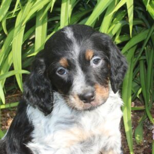 Chiot mâle EPAGNEUL BRETON tricolore pour chasse ou compagnie - APPELEZ NOUS AU 03 22 24 99 08