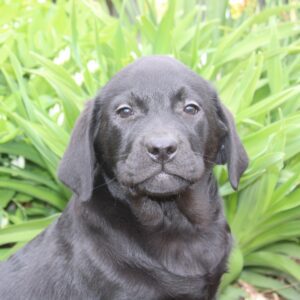 Renseignements au 03 22 24 99 08 pour ce très beau LABRADOR noir non lof