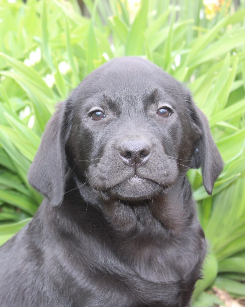 Renseignements au 03 22 24 99 08 pour ce très beau LABRADOR noir non lof