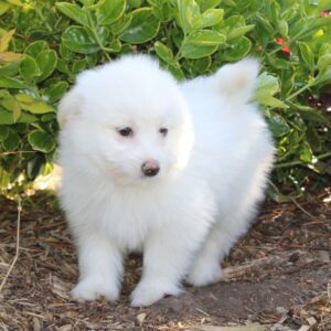 Chiot MALTIPOM pour la compagnie non lof - APPELEZ NOUS AU 03 22 24 99 08