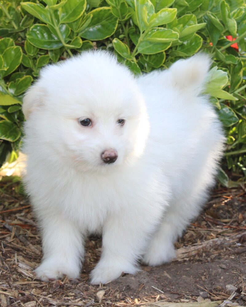 Chiot MALTIPOM pour la compagnie non lof - APPELEZ NOUS AU 03 22 24 99 08