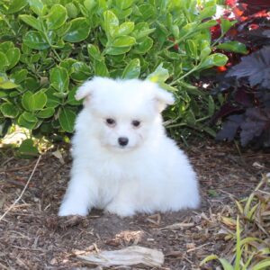 Chiot MALTIPOM pour la compagnie non lof - APPELEZ NOUS AU 03 22 24 99 08