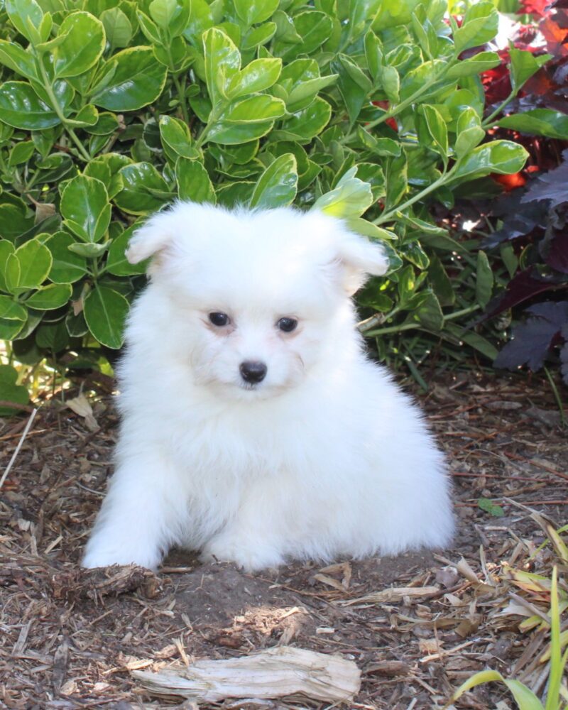 Chiot MALTIPOM pour la compagnie non lof - APPELEZ NOUS AU 03 22 24 99 08