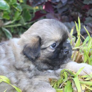 Chiot EPAGNEUL TIBETAIN mâle pour la compagnie non lof - APPELEZ NOUS AU 03 22 24 99 08