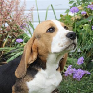 Chiot BEAGLE mâle tricolore de notre élevage non lof - APPELEZ NOUS AU 03 22 24 99 08